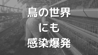 鳥の世界にも感染爆発
