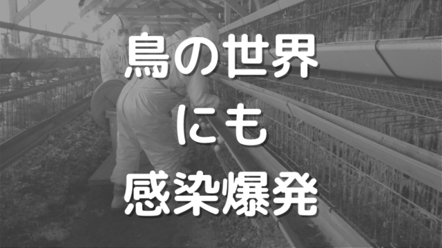 鳥の世界にも感染爆発